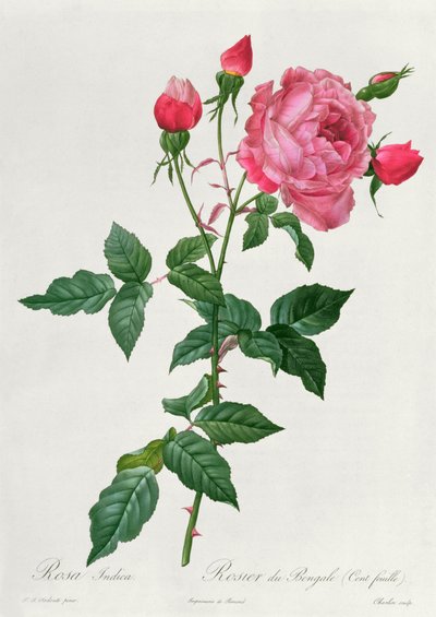 Rosa Indica de Pierre Joseph Redouté